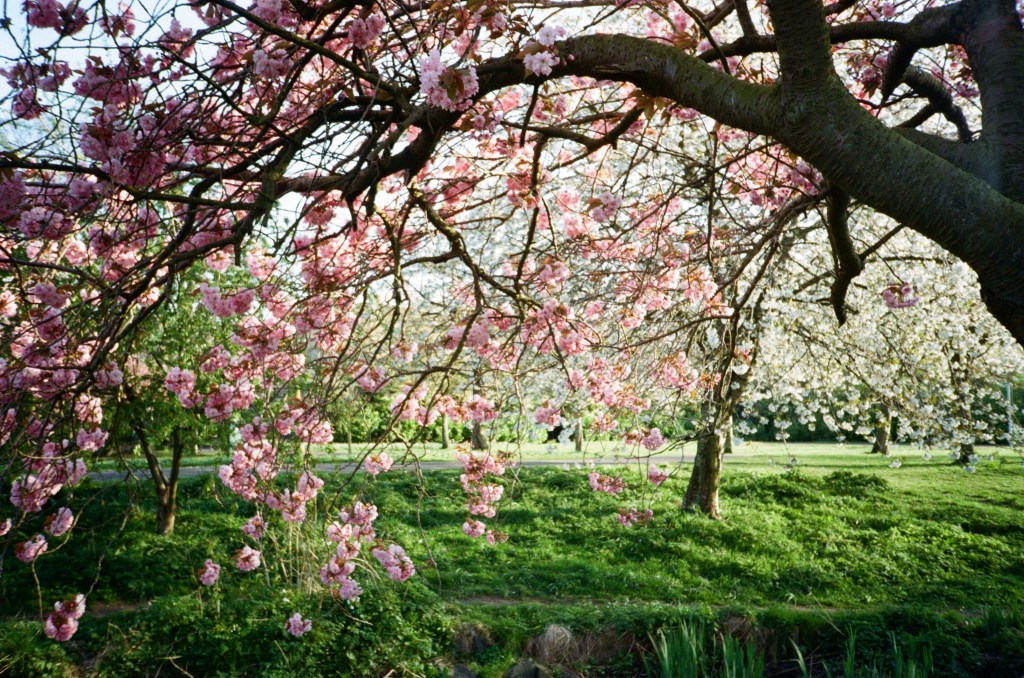Blooming cherry tree branches adorned with pink flowers in a green park setting, with glimpses of a path in the background.