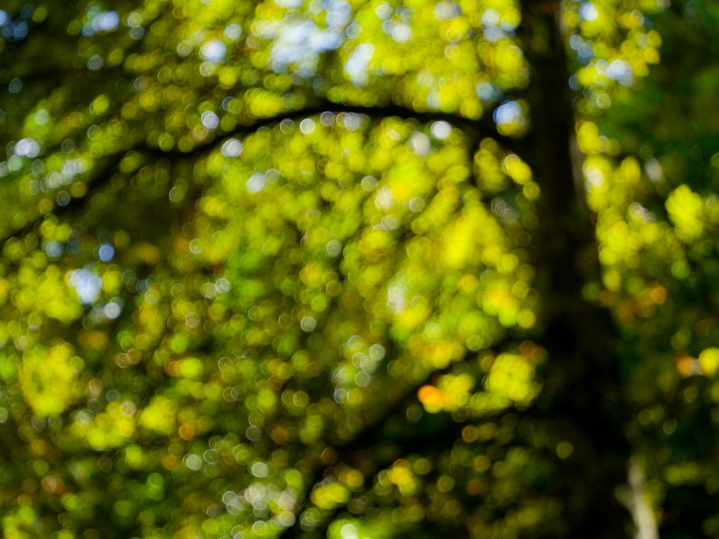 An abstract, impressionistic photograph featuring blurred green foliage and bokeh effects, capturing vibrant colors and soft shapes.