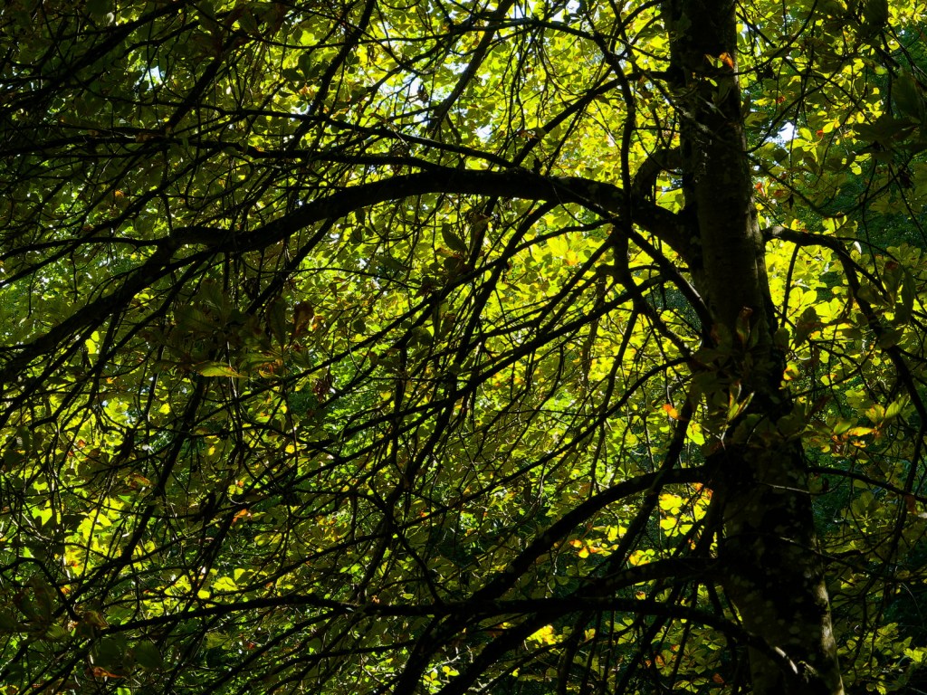 A view of sunlit tree branches and leaves, showcasing a vibrant interplay of green hues and intricate patterns in the foliage.